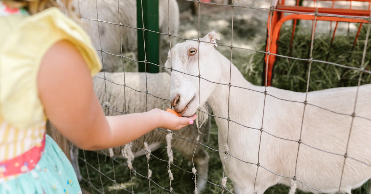 a girl feeds a goat by hand through a wire fence at a petting zoo enjoying a sunny day outdoors