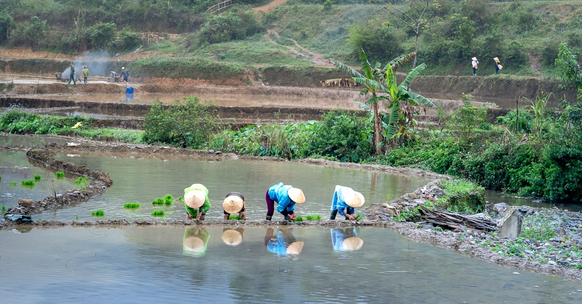 a group of farmers planting rice in lush green terraced fields during the day