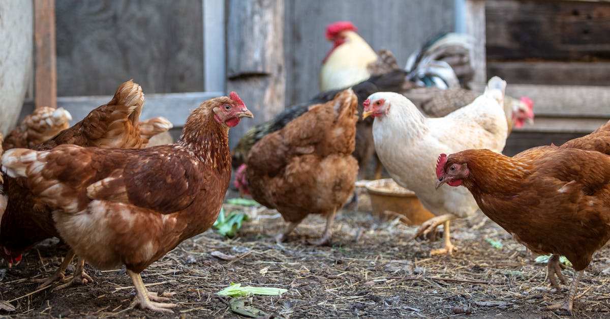 a group of free range chickens and a rooster in a rustic outdoor farmyard setting