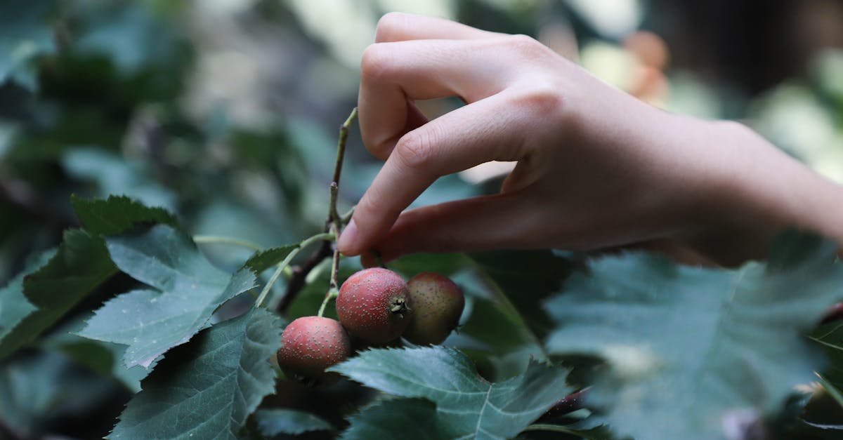 a hand gently picking ripe berries amidst lush green leaves in a natural setting