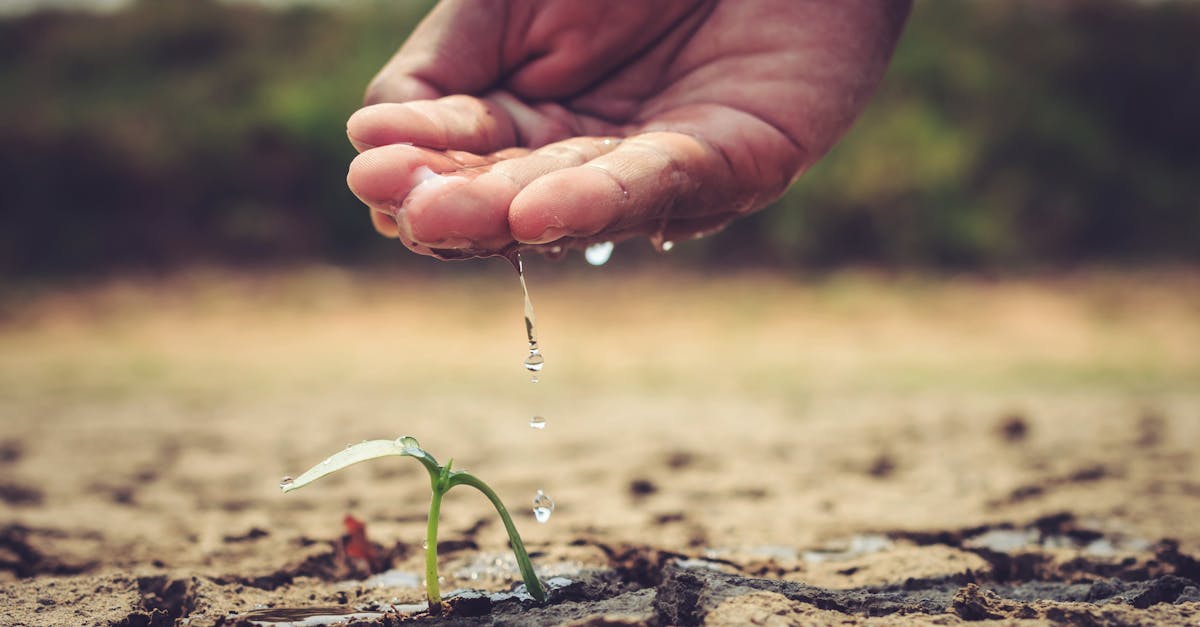 a hand gently watering a small sprout in dry soil symbolizing growth and care