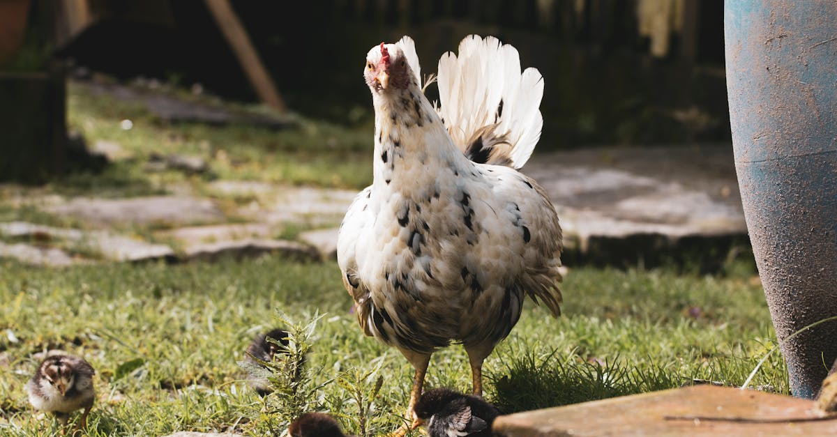 a hen and her chicks roam freely in a sunny outdoor farm setting