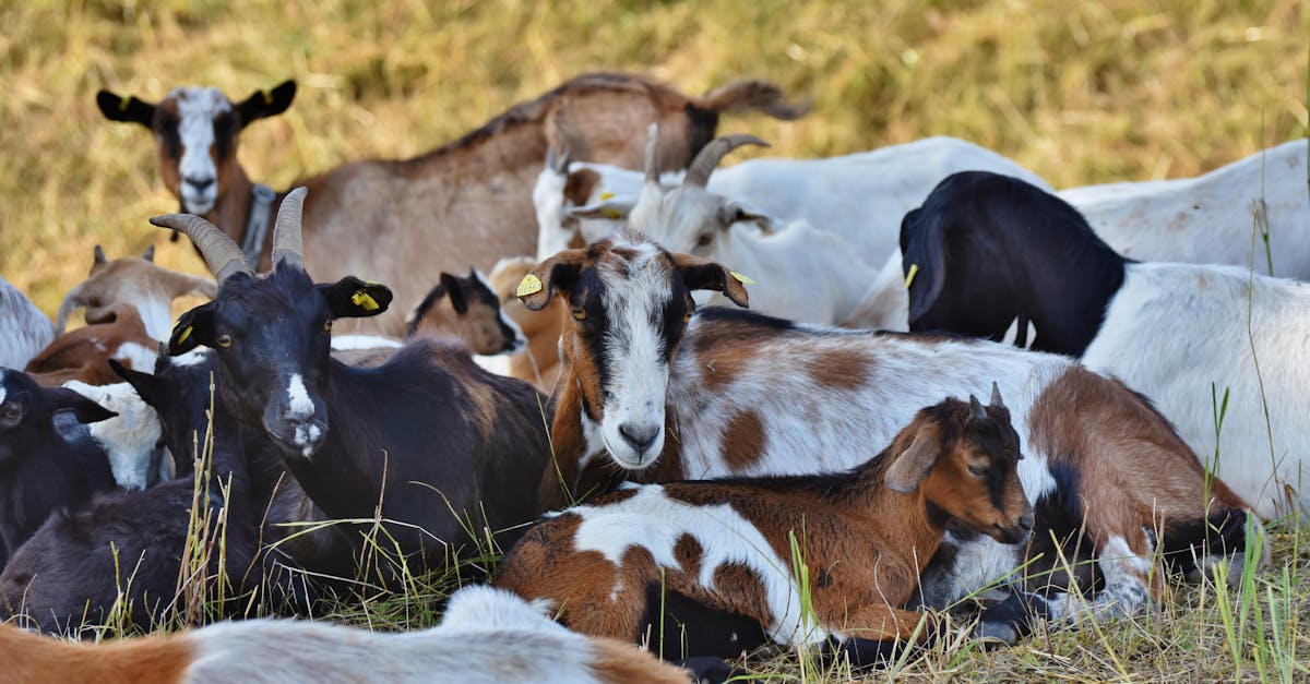 a herd of mixed breed domestic goats relaxing on a grassy field during daytime