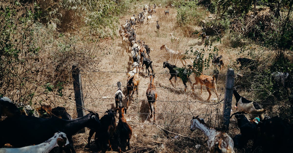 a large herd of goats grazing in a sunny rural pasture behind a barbed wire fence 1