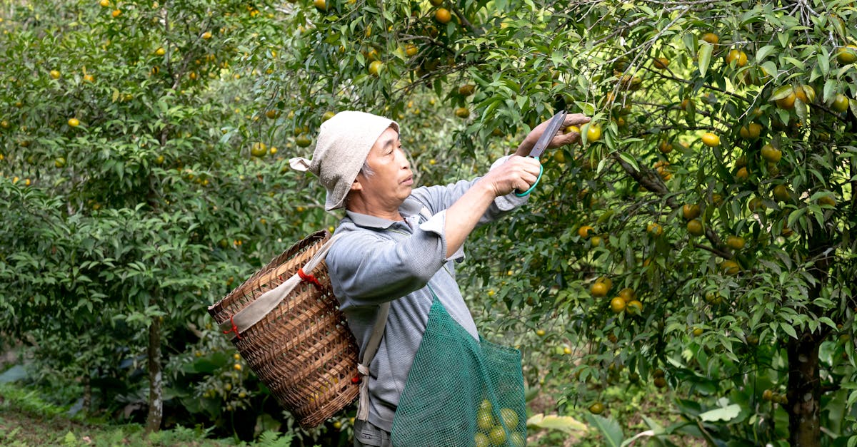 a man picking ripe oranges in a vibrant orchard showcasing traditional farming techniques