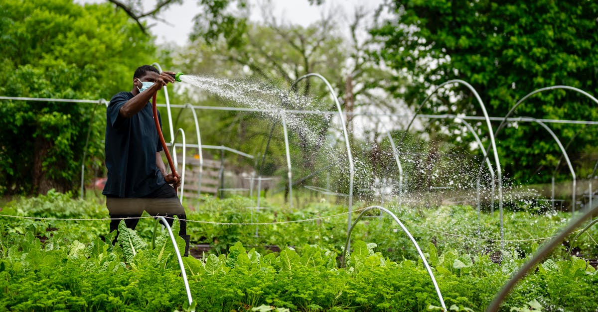 a man watering vegetable crops in an urban farm depicting sustainable gardening during the pandemic