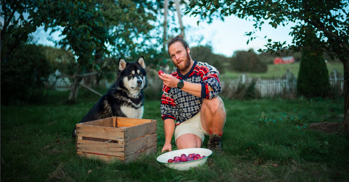 a man with a dog harvesting apples in tr ndelag norway showcasing rural life