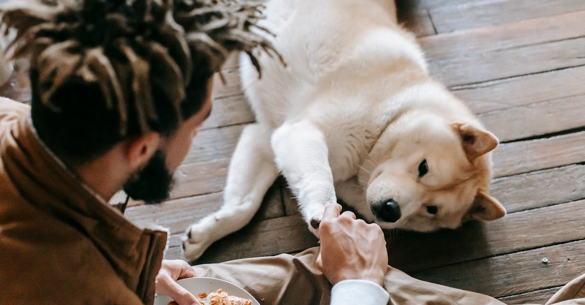 a man with dreadlocks shares a croissant with his akita dog on a wooden floor depicting friendship 1