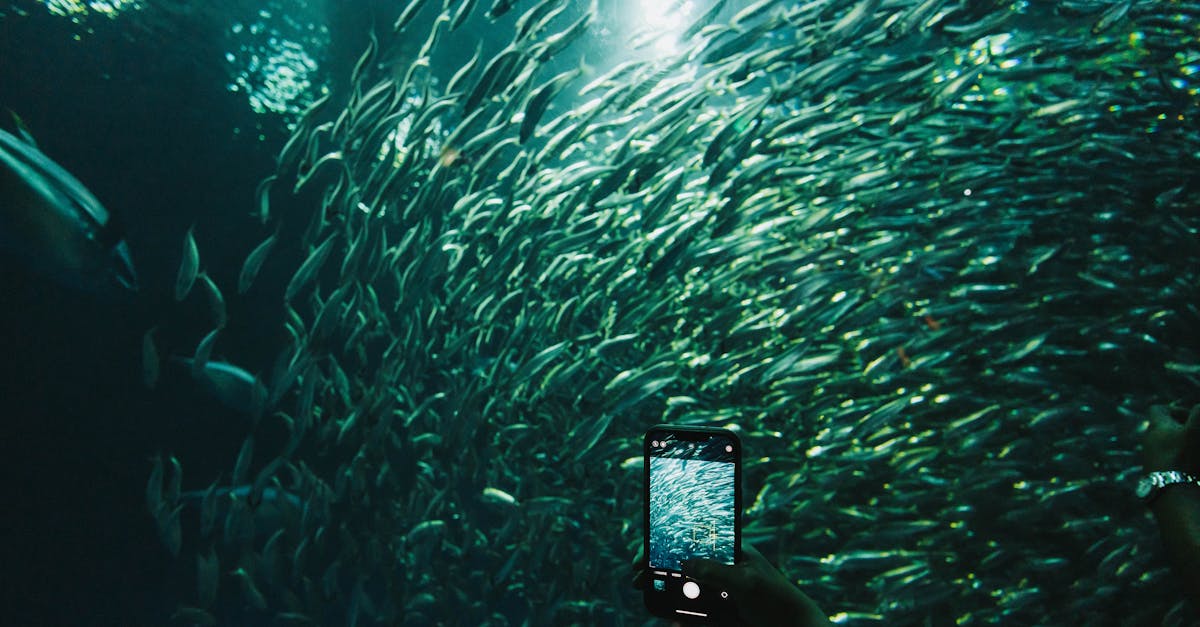 a mesmerizing view of a school of fish captured underwater with a smartphone