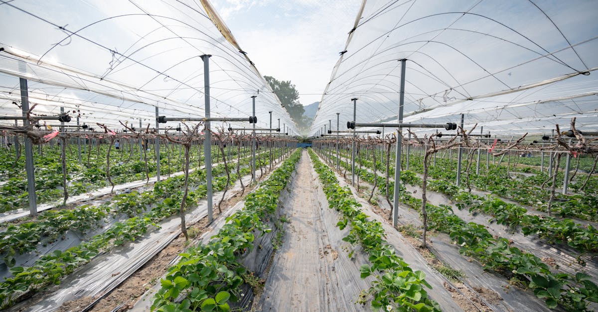 a modern greenhouse for strawberry cultivation with rows of plants under protective nets