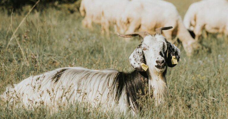 10 Best Goat Shelters for Protecting Dairy Goats That Save You Money