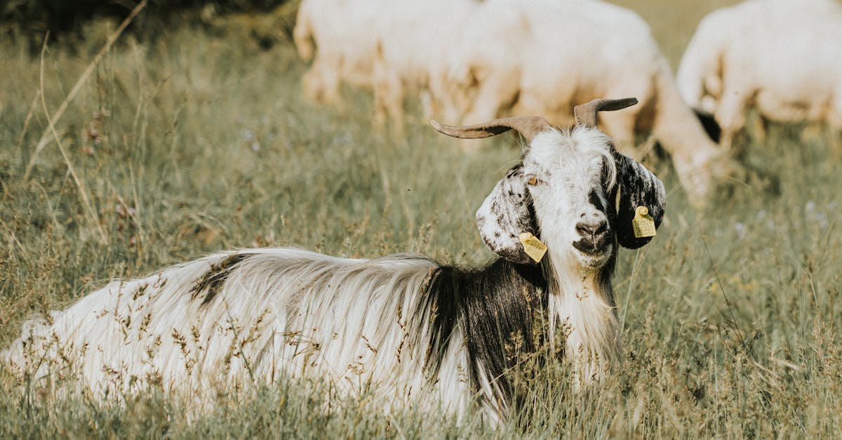 a peaceful goat resting in a sunny meadow surrounded by grass and fellow goats