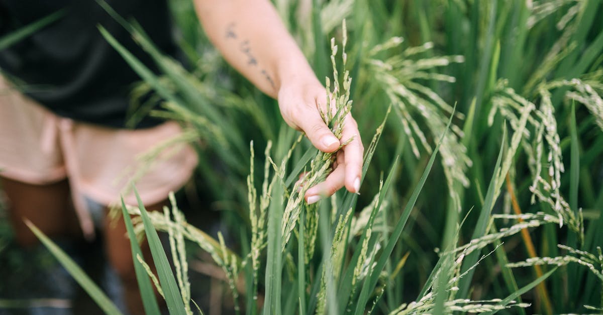 a person gently holds a stalk of rice in a lush green field ideal for agricultural themes 1