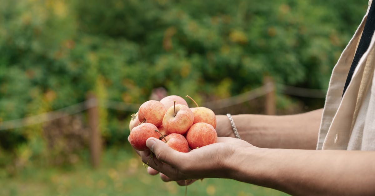 a person holding freshly picked apples in outdoor garden showcasing natural and healthy fruit