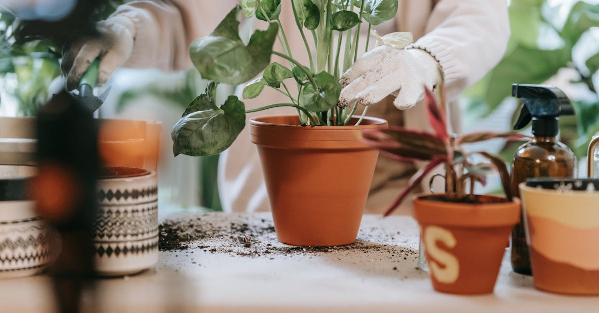 a person in gloves tending to indoor plants in terracotta pots showcasing plant care