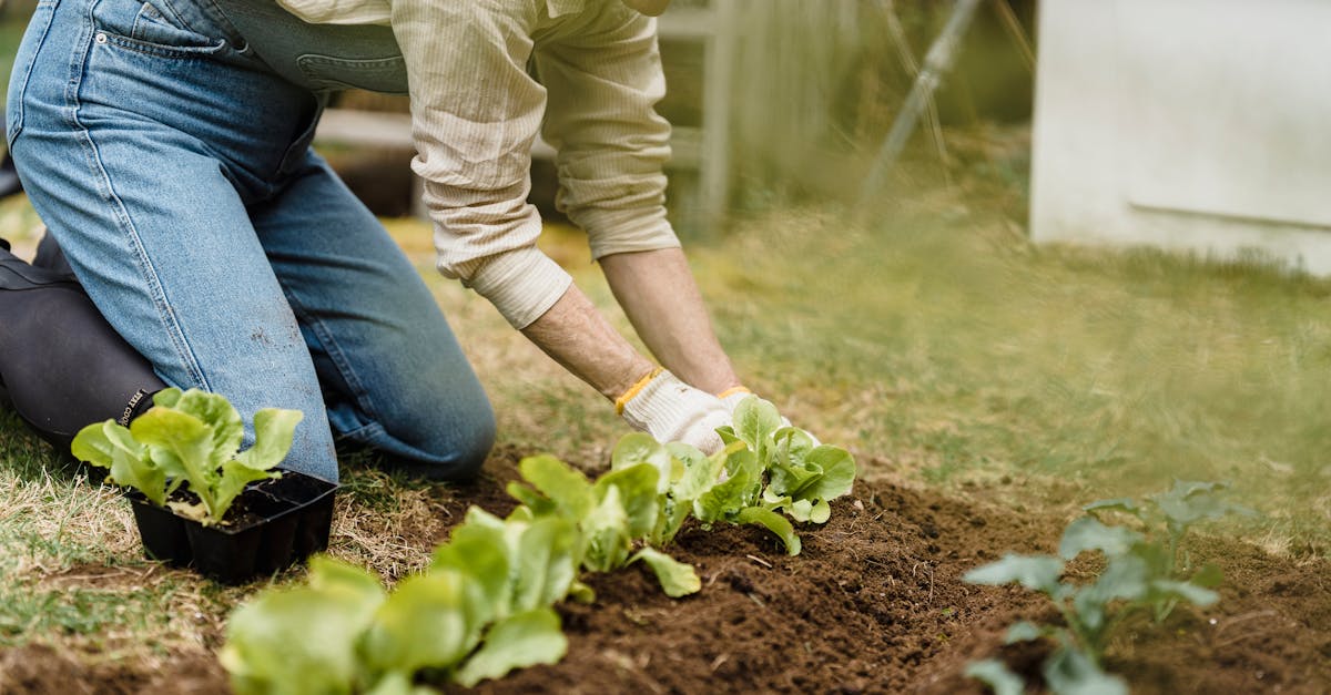 a person is skillfully planting lettuce seedlings outdoors in a home garden 1