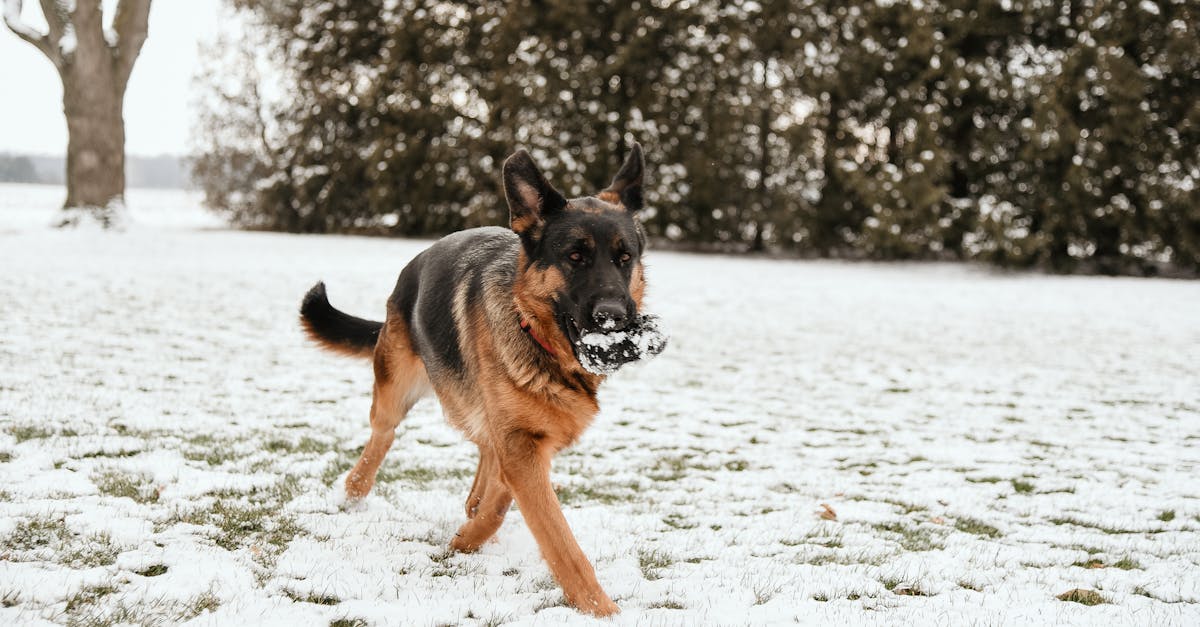 a playful german shepherd enjoying a snowy day in the park capturing a moment of joy and energy