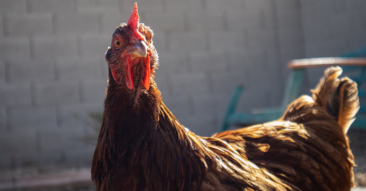 a rhode island red hen standing on a farm captured up close with natural lighting