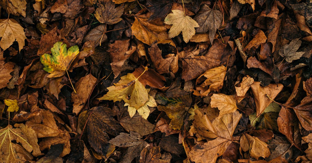 a rich tapestry of colorful fallen leaves symbolizing nature s transition during autumn