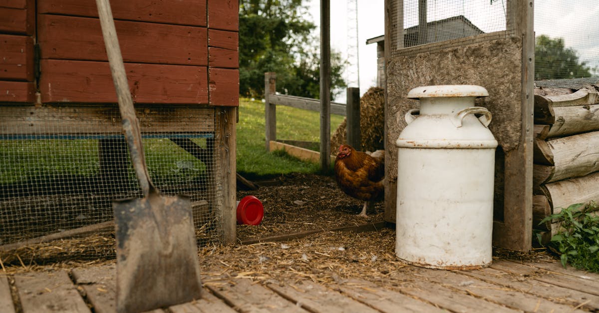 a rural farm scene with a chicken milk can and tools showcasing rustic life