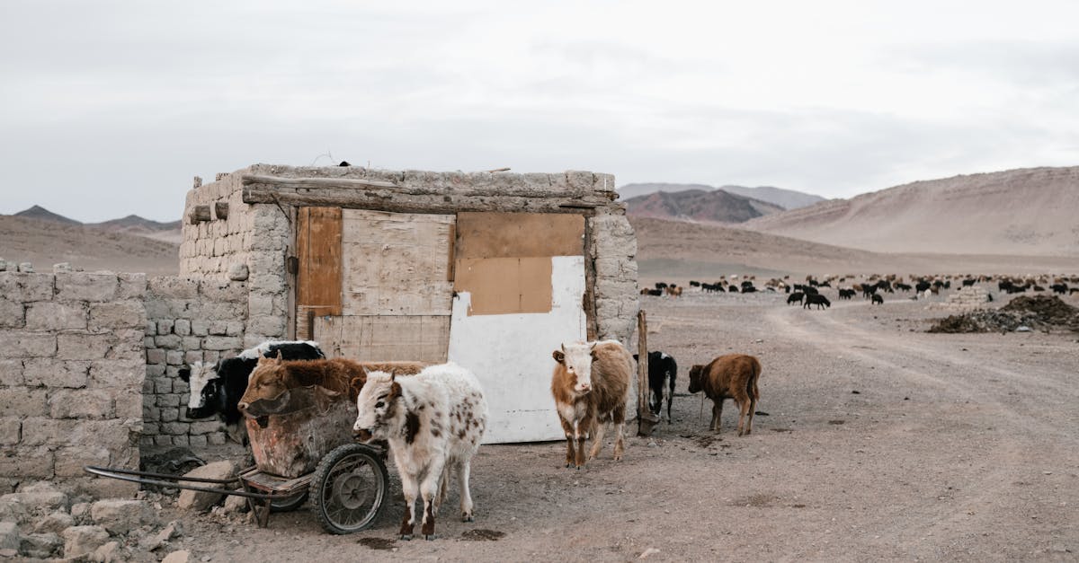 a rustic cattle pen and desert landscape capture the rugged beauty of rural farming