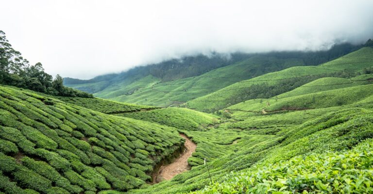 10 Best Terracing Methods for Hillside Farming That Boost Crop Yields