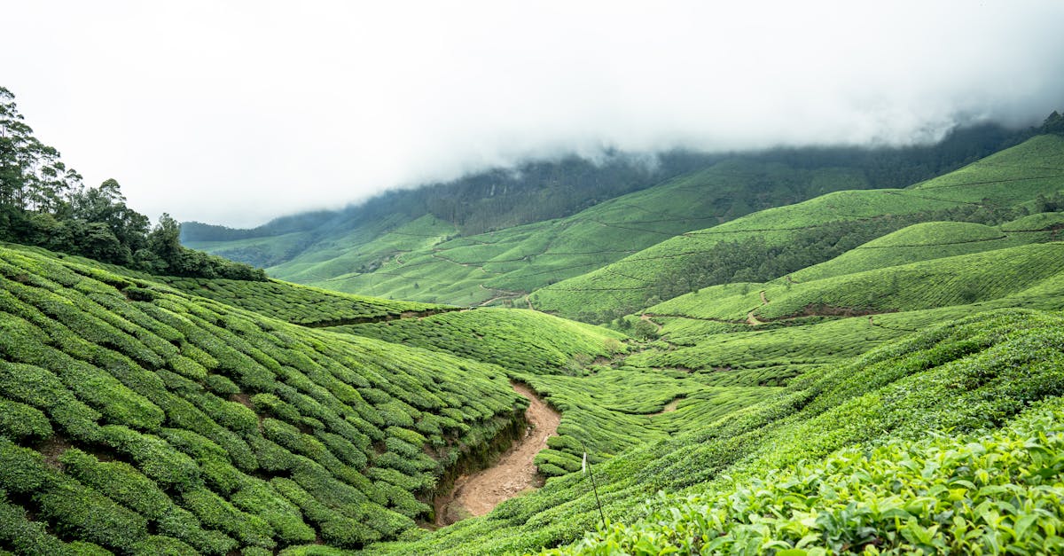 a scenic view of terraced green tea plantations under a misty sky showcasing natural beauty