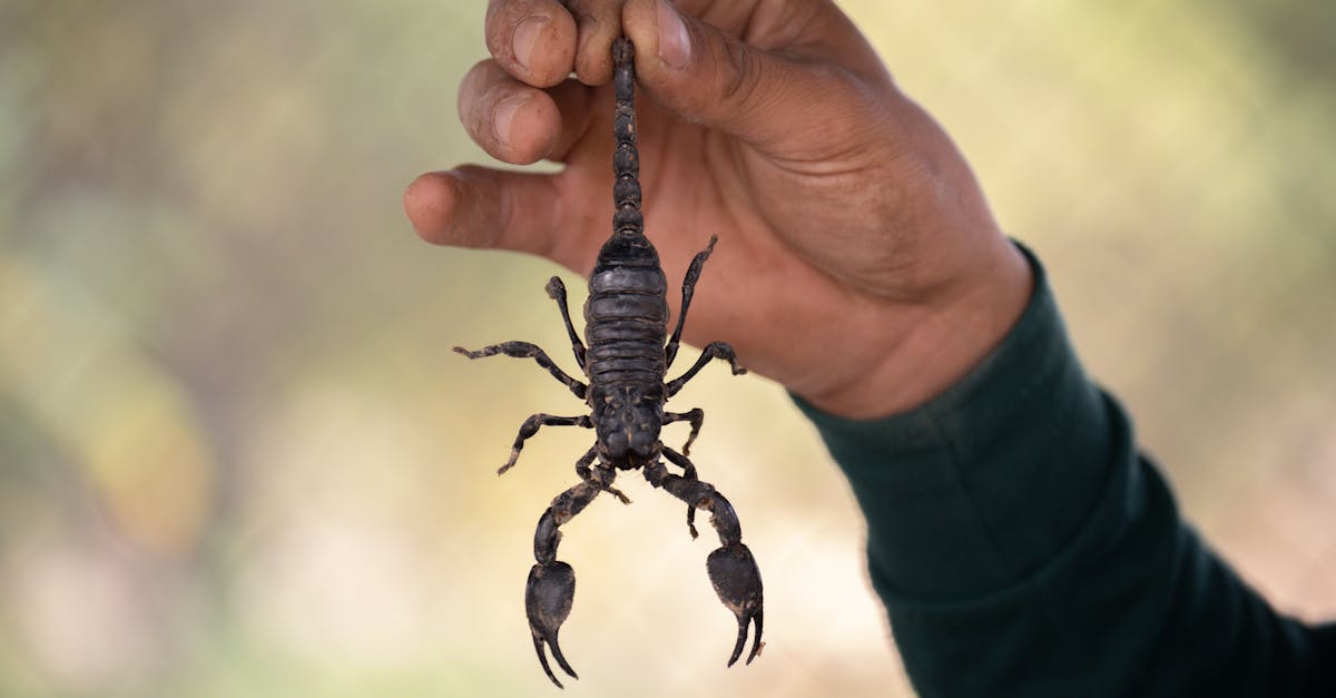 a scorpion held by a person s hand in an outdoor setting showcasing wildlife interaction 1