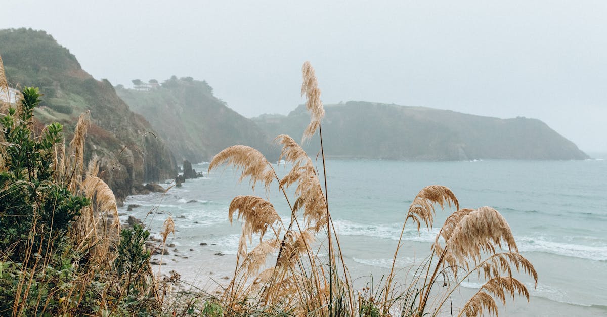 a serene coastal landscape featuring tall grasses cliffs and a misty seascape