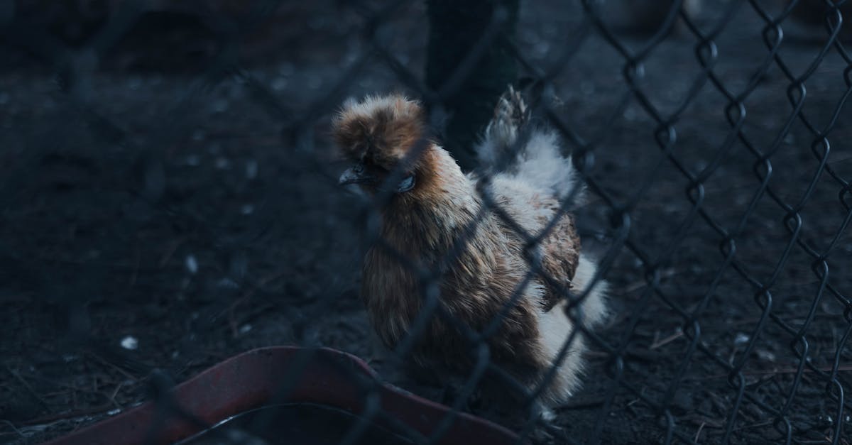 a silkie chicken stands behind a chain link fence in a farm setting adding drama to this scene