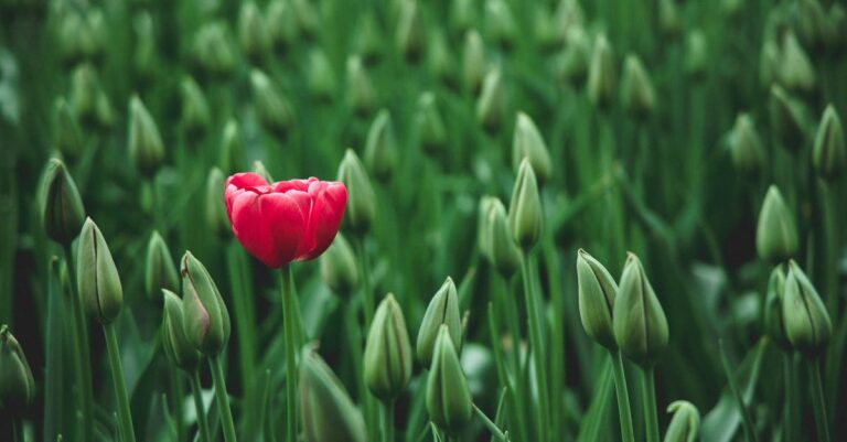 12 Climate-Smart Gardening Techniques Your Ancestors Trusted