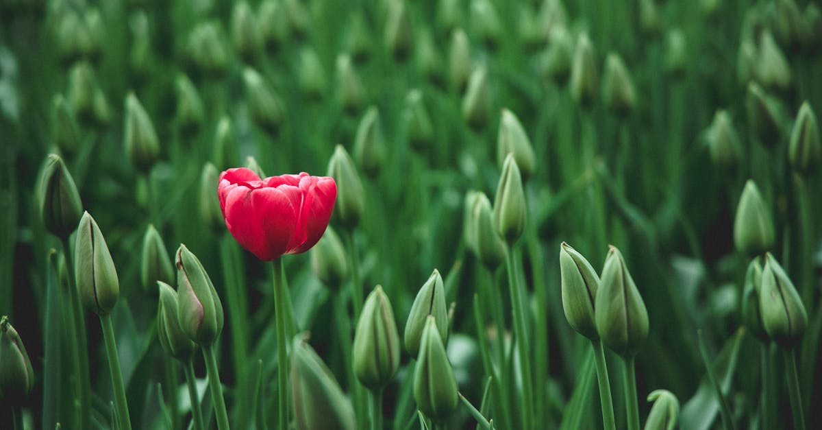 a single vibrant red tulip stands out in a field of green buds showcasing beauty in nature