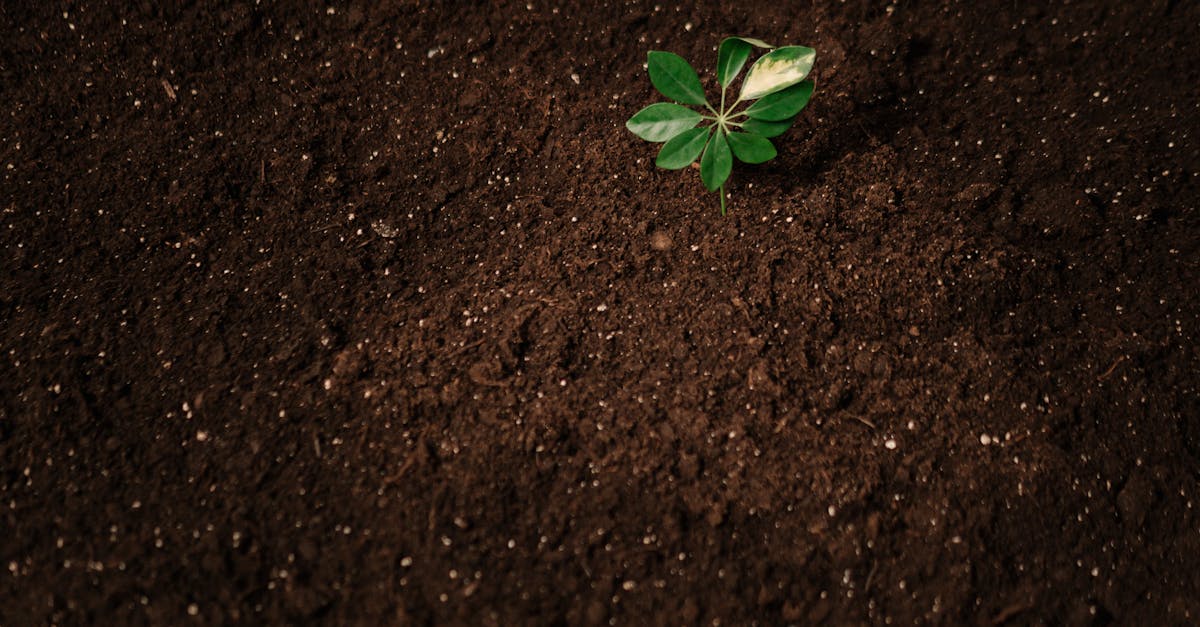 a small green plant sprouts from dark rich soil symbolizing new growth and potential