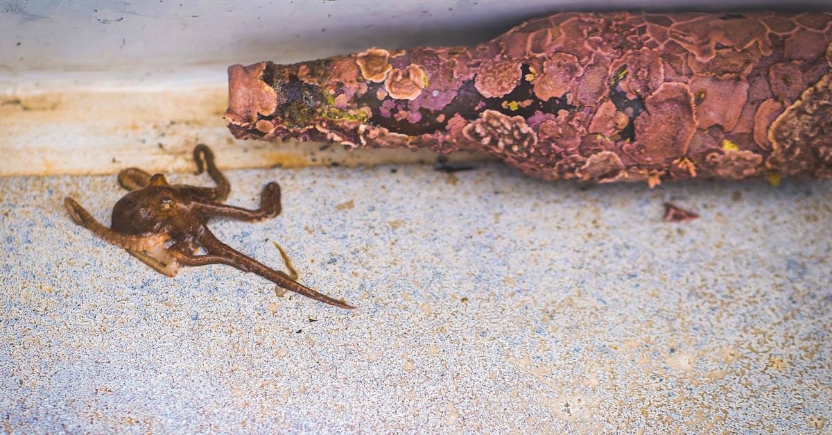 a small octopus crawling out of a coral encrusted bottle on a textured surface