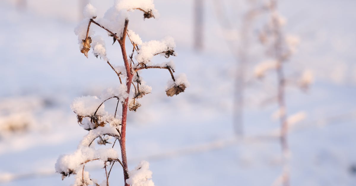 a snow covered plant branch in a winter landscape with soft focus background