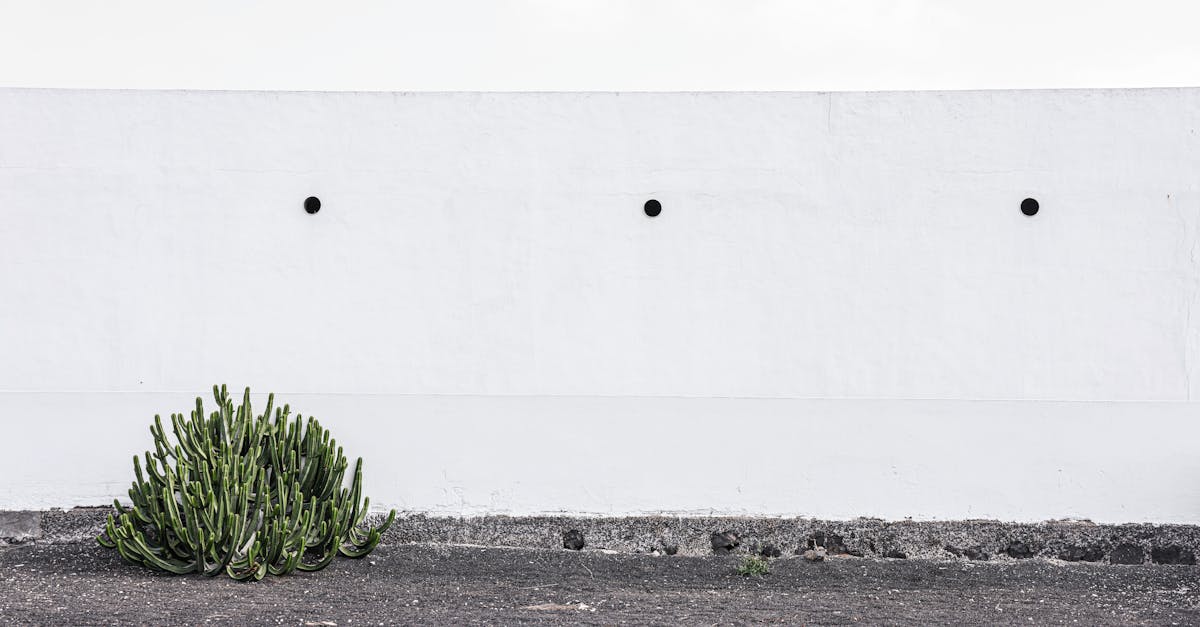 a solitary cactus grows against a stark white wall showcasing minimalist design