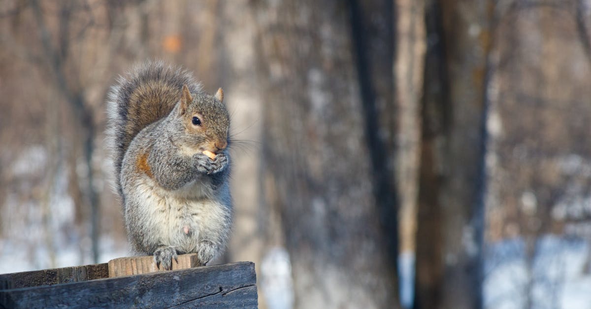 a squirrel sits on a wooden platform enjoying a nut in a snow covered forest