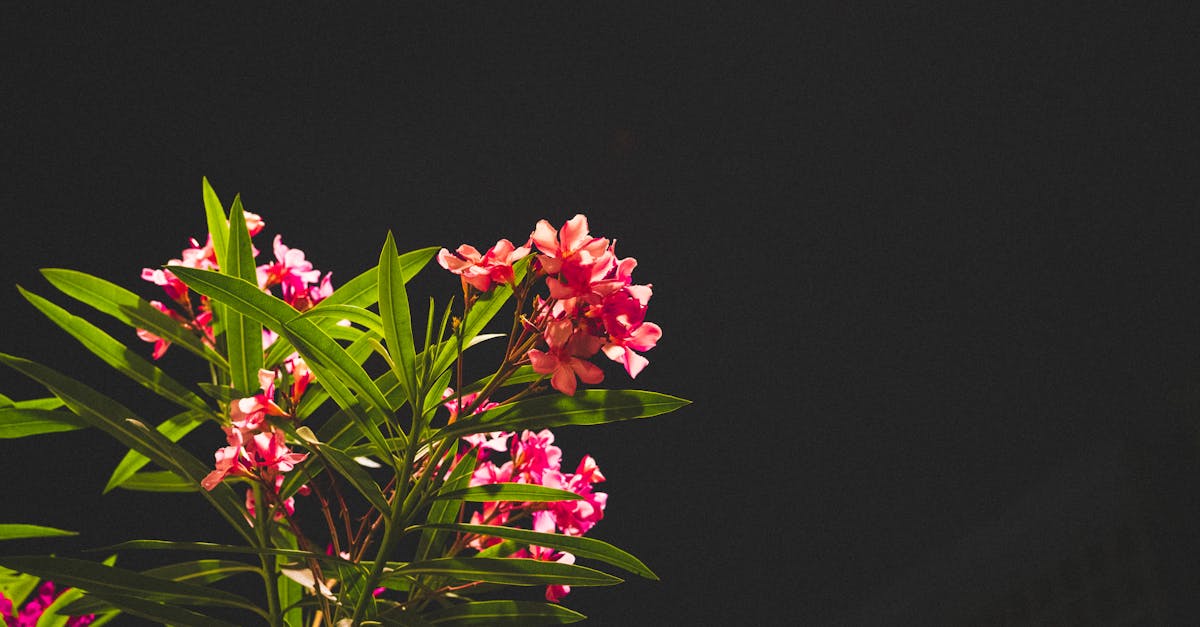 a striking photo of a pink oleander plant illuminated against the night sky