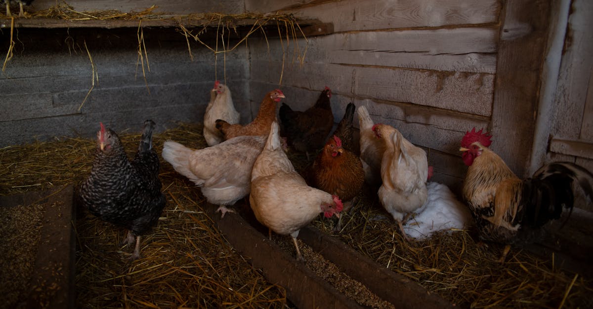 a variety of chickens peck at hay in a rustic wooden chicken coop