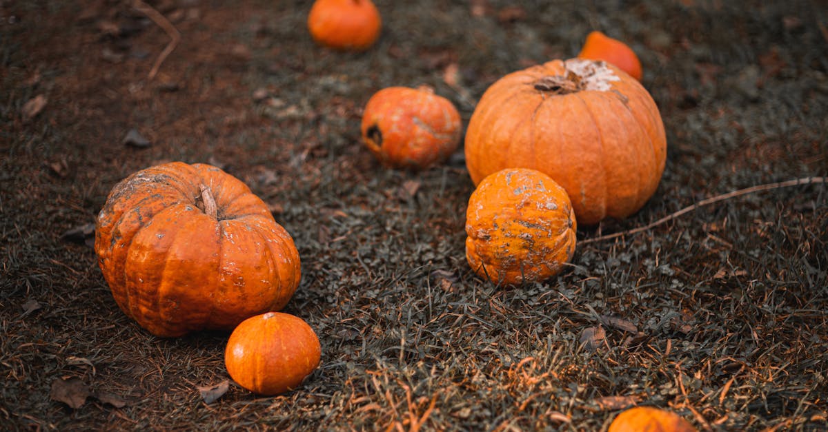 a variety of pumpkins lying on the grass in a fall setting perfect for harvest and halloween themes