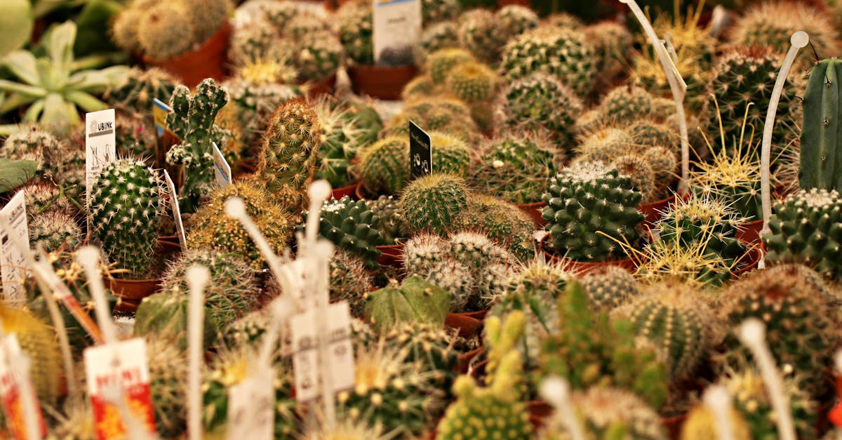 a vibrant assortment of various potted cactus plants arranged closely together showcasing natural b