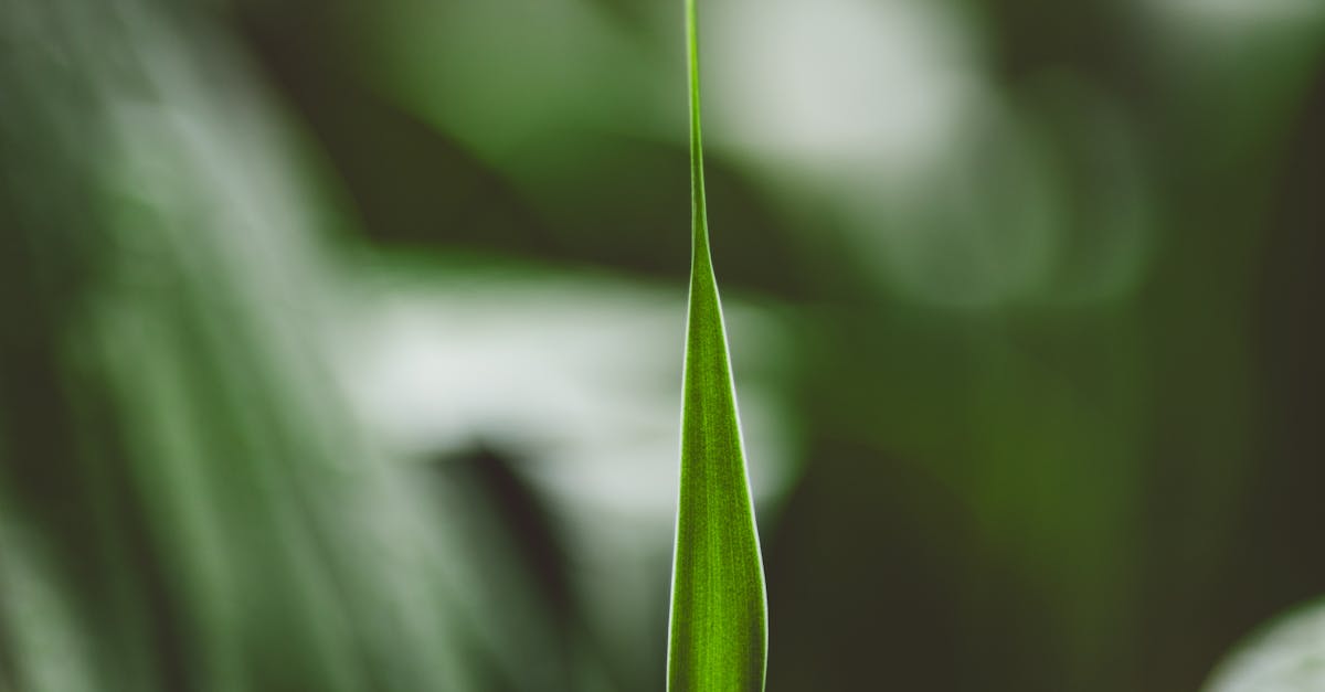 a vibrant close up image of a fresh green leaf with ample copy space and blurred background