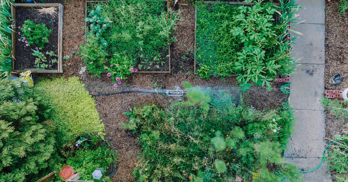 a vibrant overhead view of a lush urban garden with raised beds and a sprinkler system