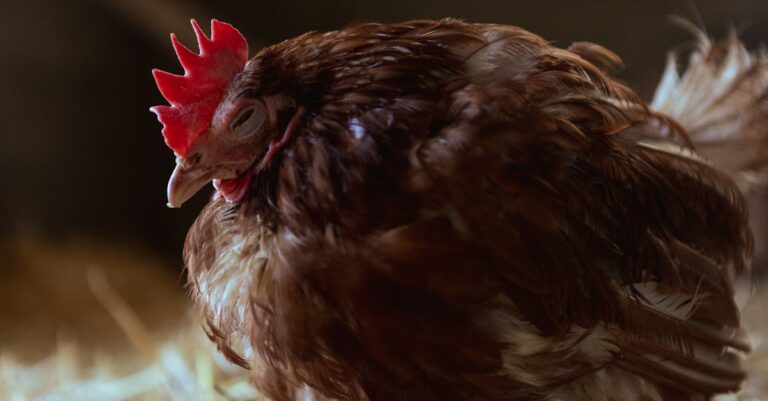 9 Natural Chicken Coop Bedding Options That Support Eco-Friendly Farming