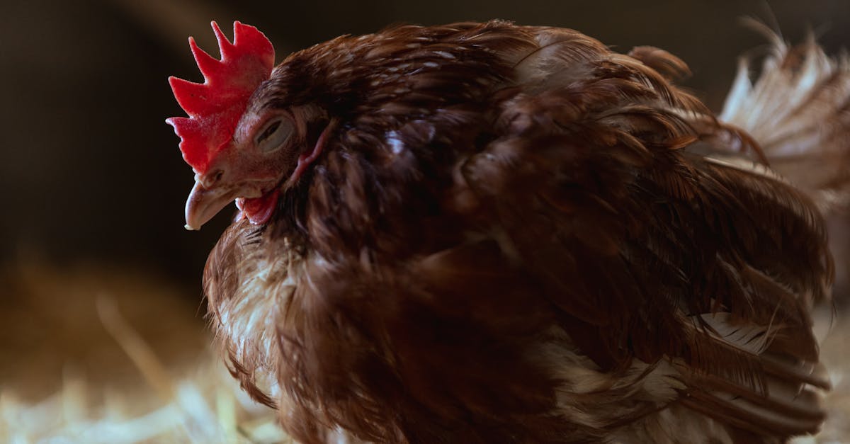 a warm close up of a sleeping hen in a rural barn setting