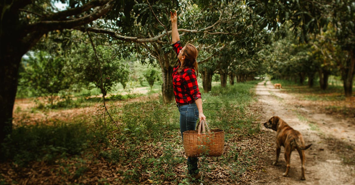 a woman reaches for fruit in an orchard while her dog watches perfect capture of rural lifestyle