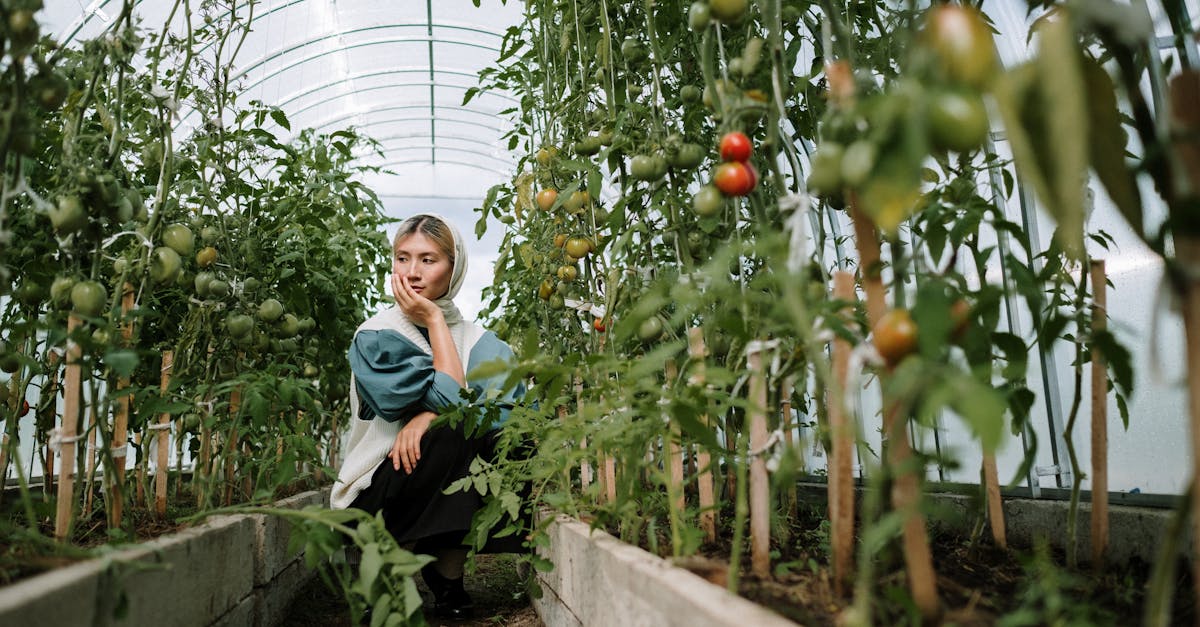 a woman sits thoughtfully in a greenhouse among growing tomato plants 1