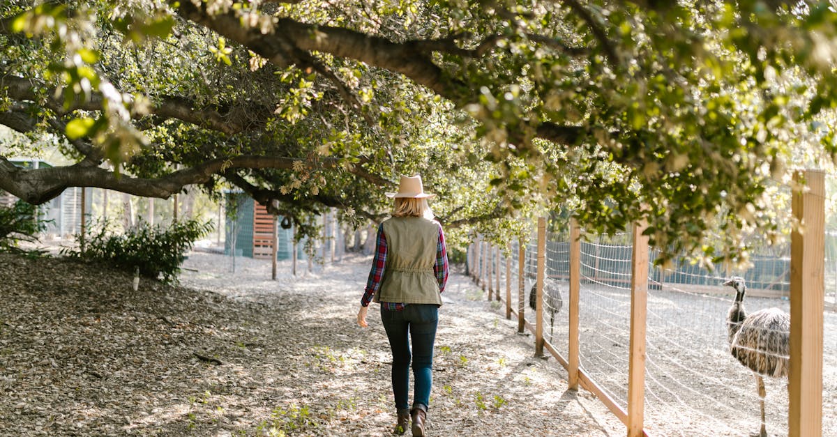 a woman strolls on a farm path under lush tree foliage beside an emu fence 1