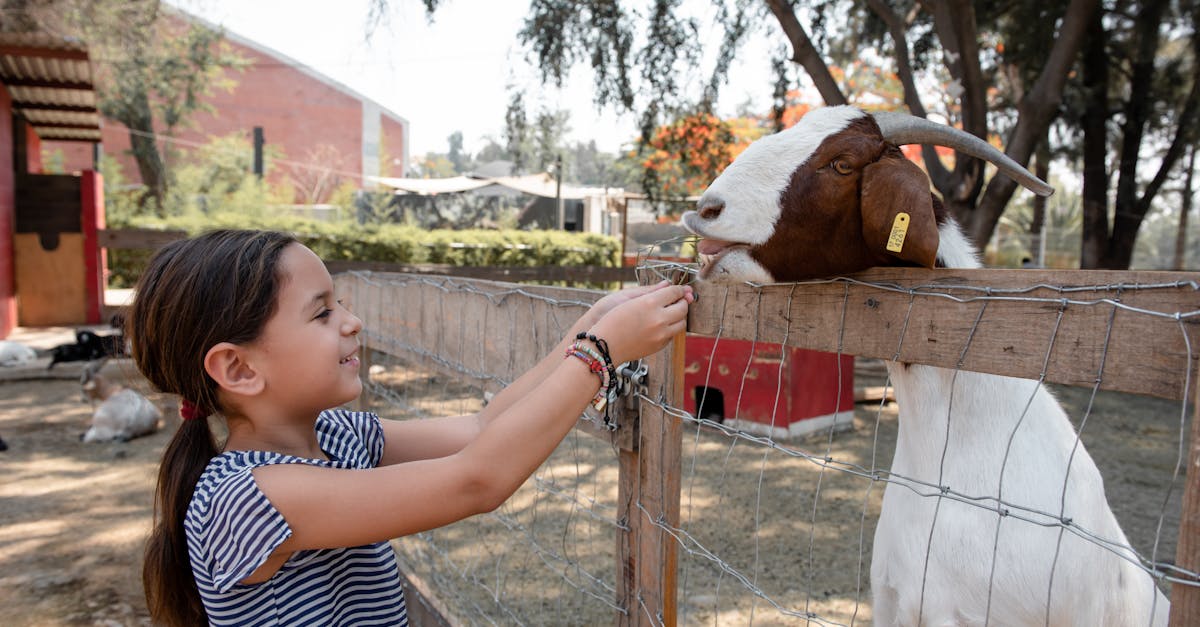 a young girl joyfully feeding a goat on a sunny day at the farm perfect depiction of outdoor fun