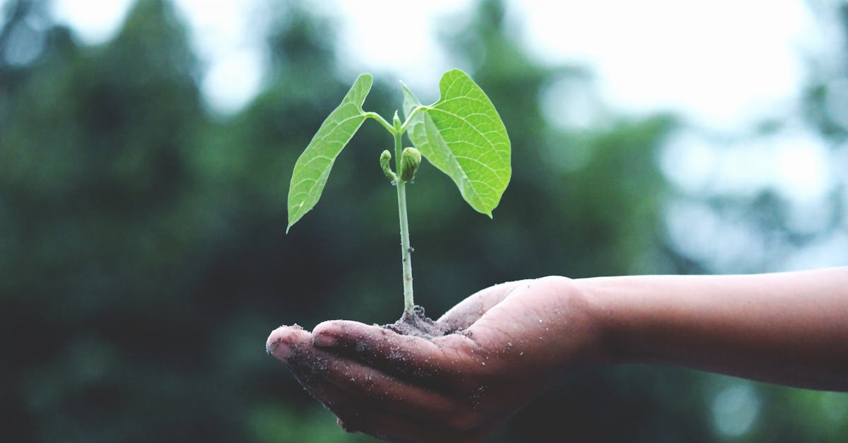 a young sapling held in hands symbolizes growth and sustainability